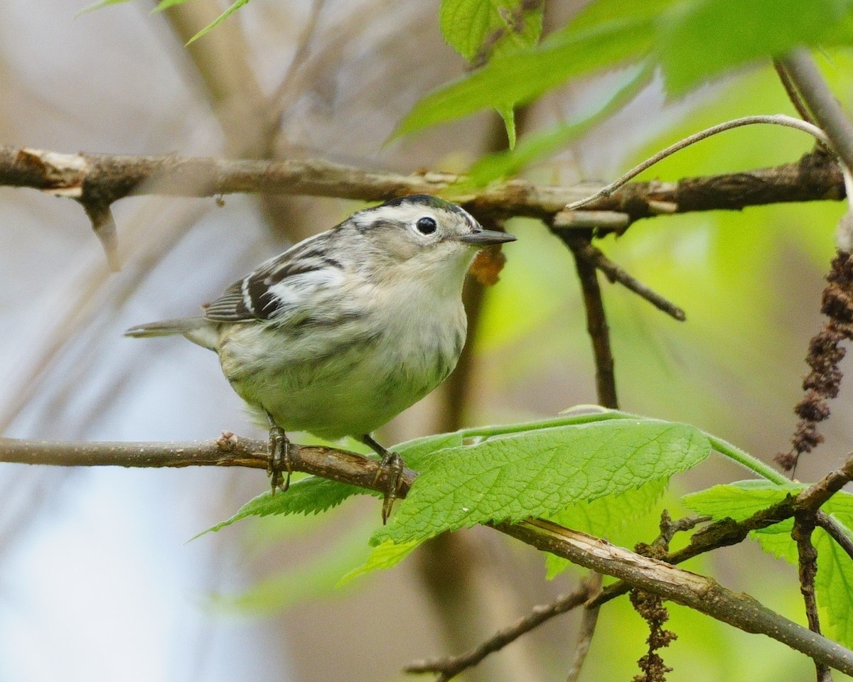 Black-and-white Warbler - ML618621873