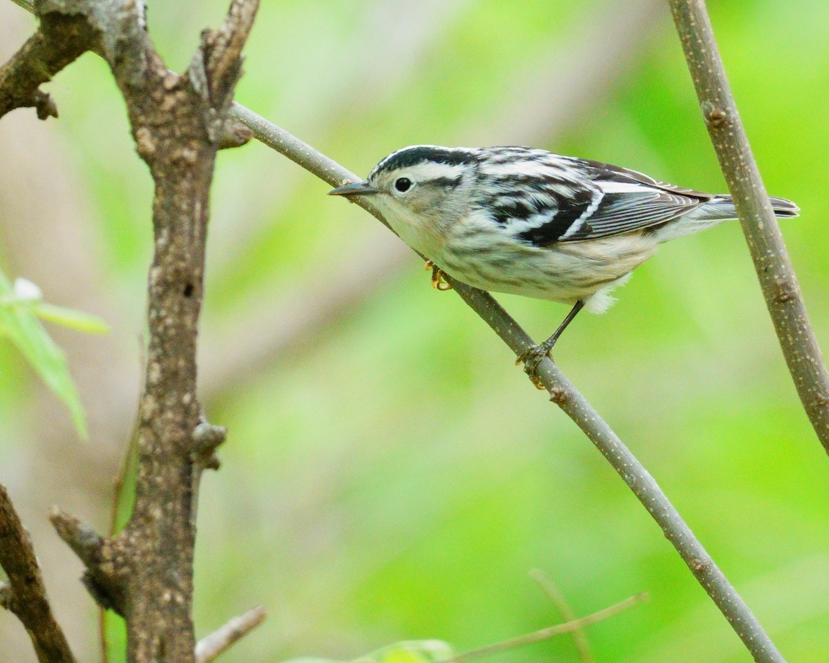 Black-and-white Warbler - Russ Torres