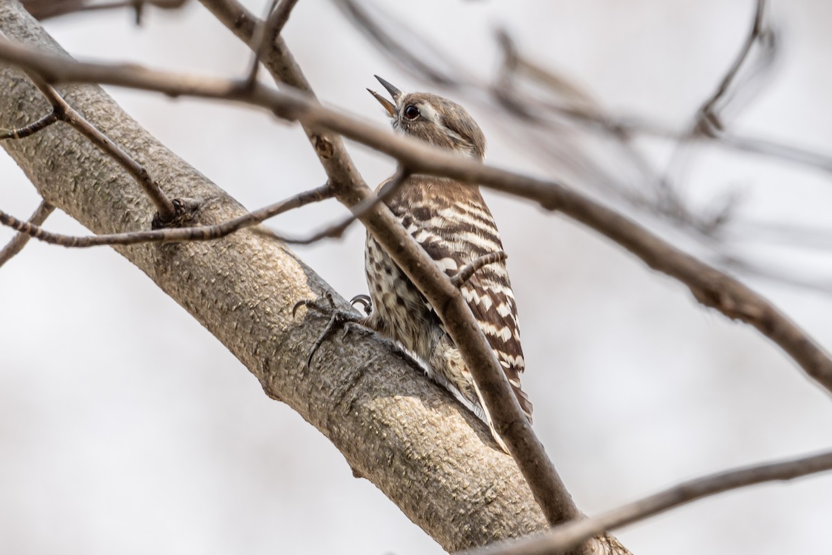 Japanese Pygmy Woodpecker - ML618621875