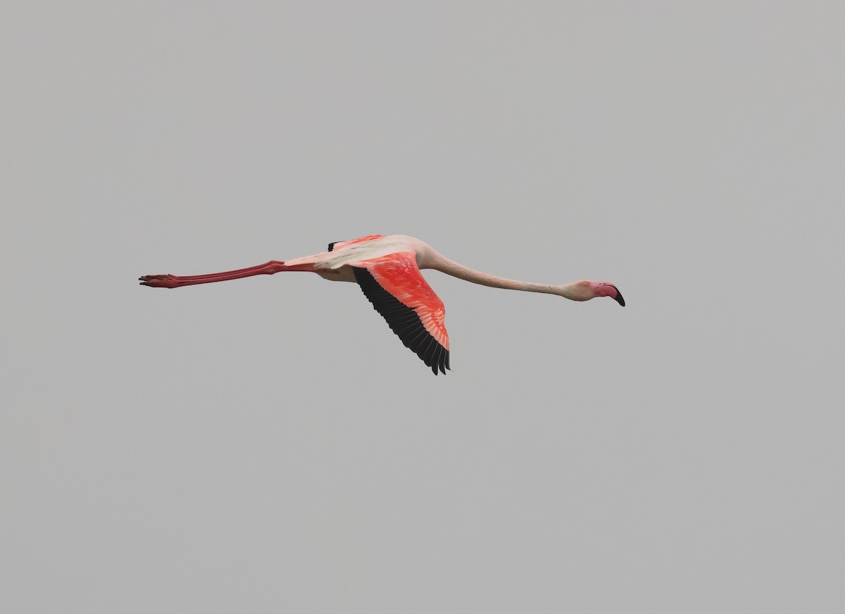 Greater Flamingo - ML618621918