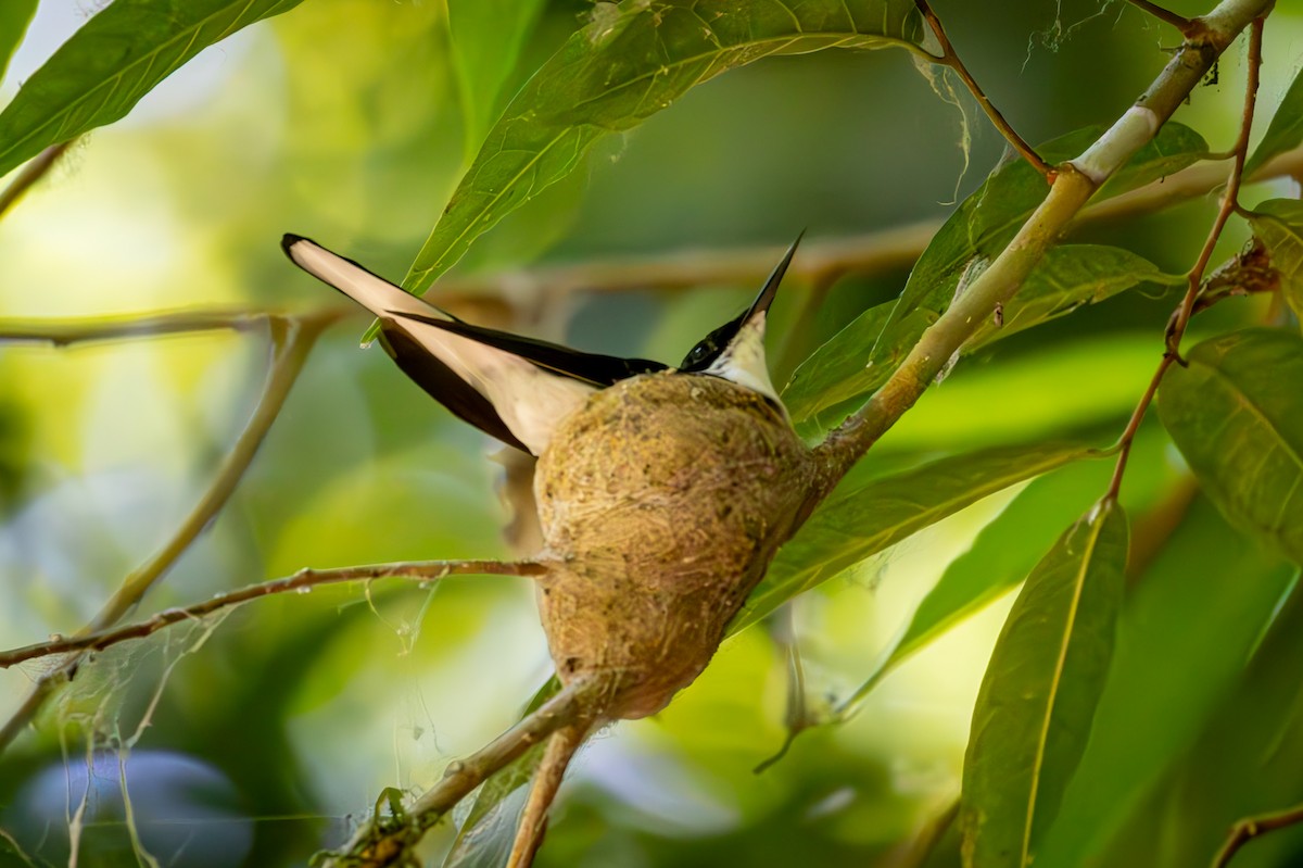 Colibrí Hada Occidental - ML618621929