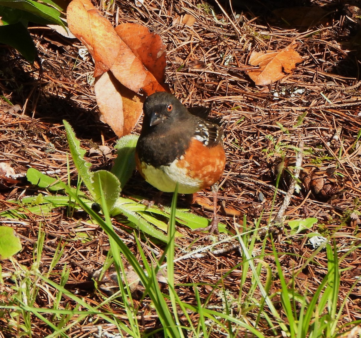 Spotted Towhee - ML618621955