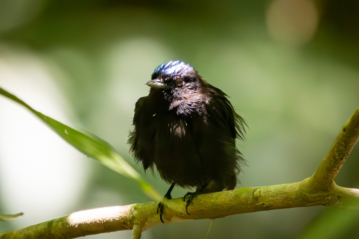 Velvety Manakin - ML618622010