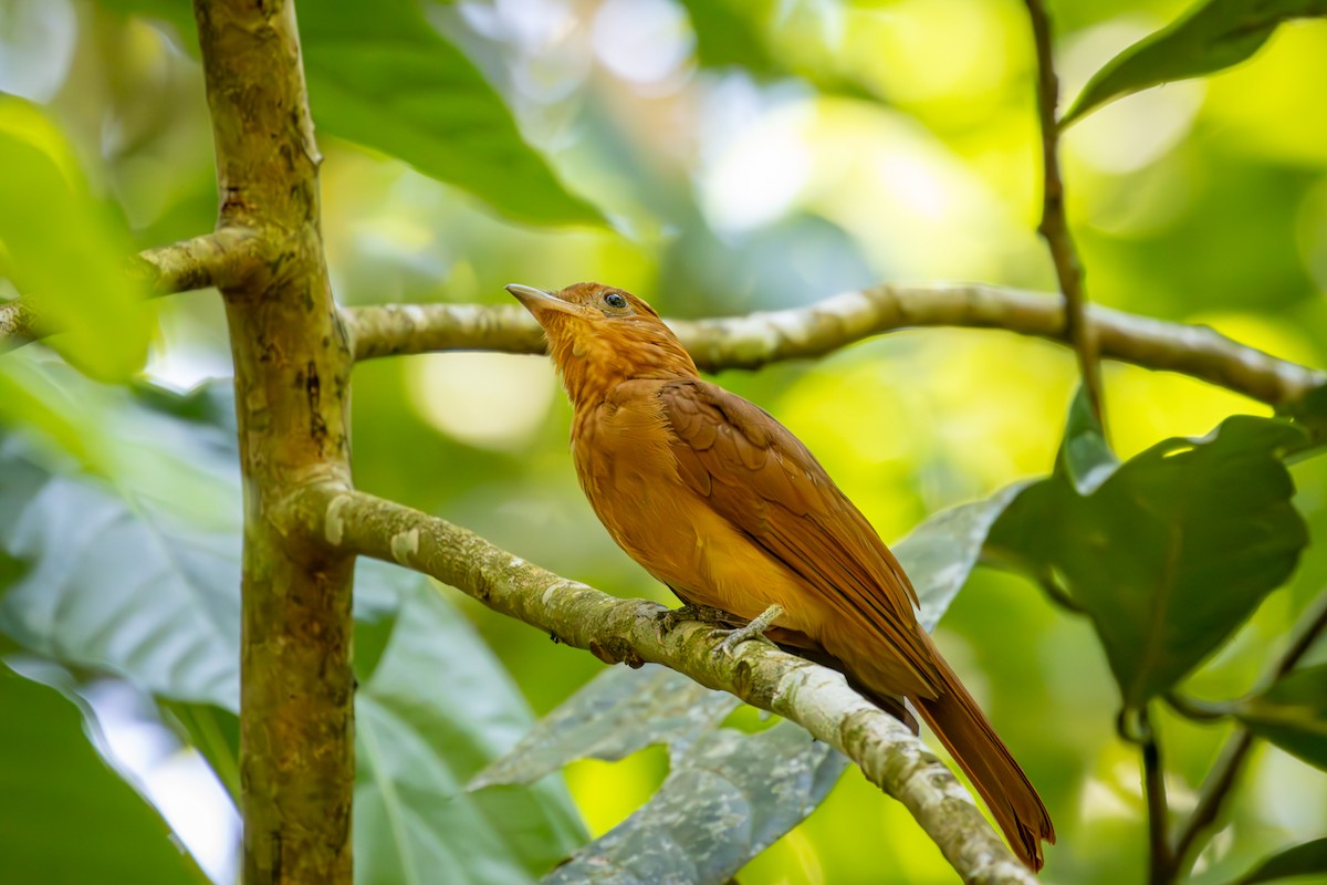 Rufous Piha - Michael Warner