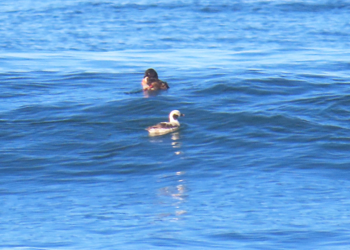 Long-tailed Duck - ML618622034