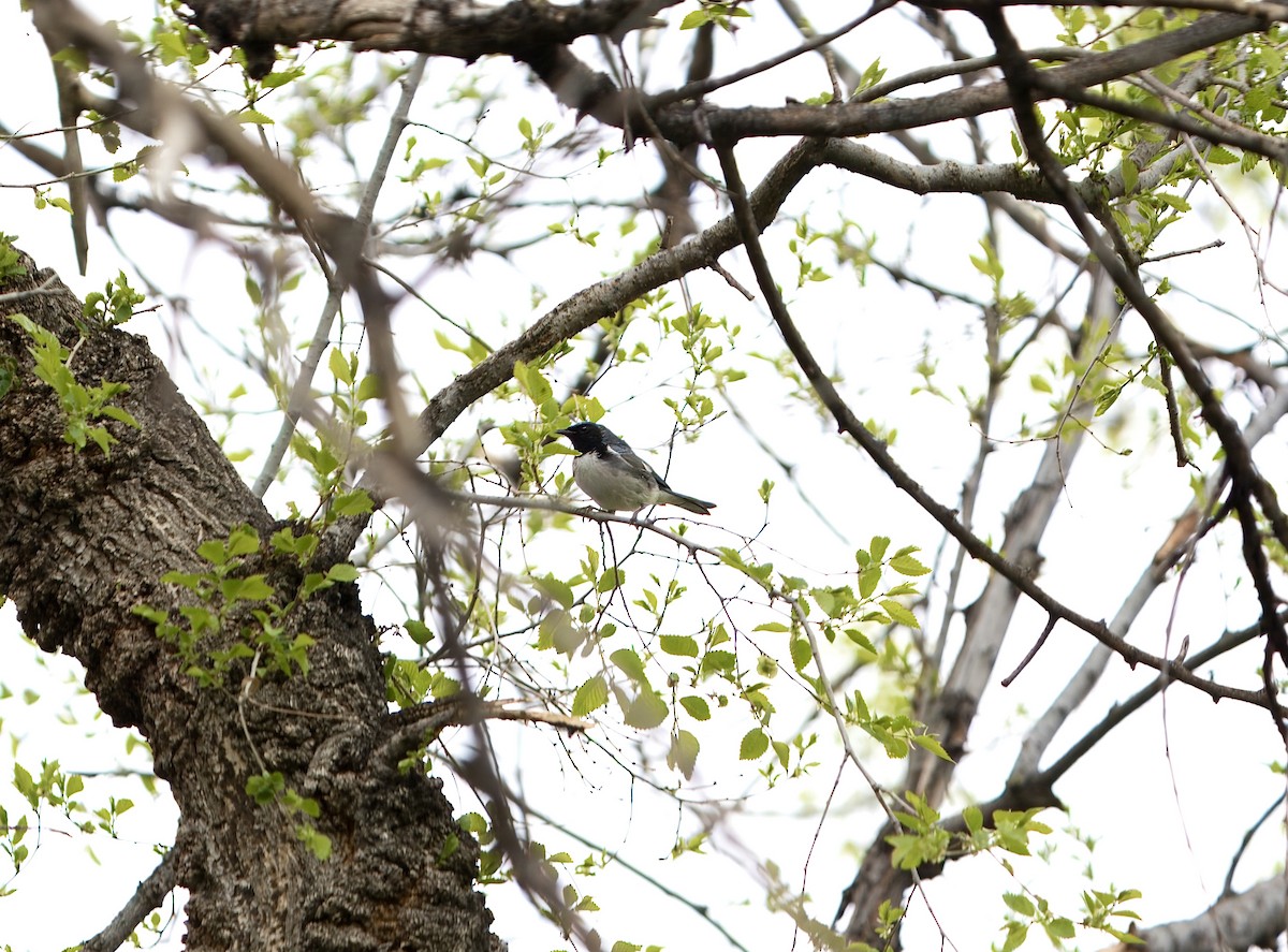 Black-throated Blue Warbler - ML618622037