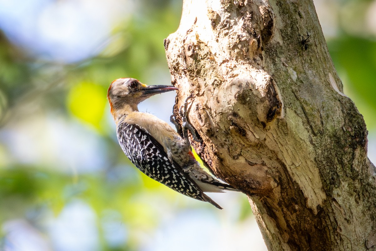 Red-crowned Woodpecker - ML618622046