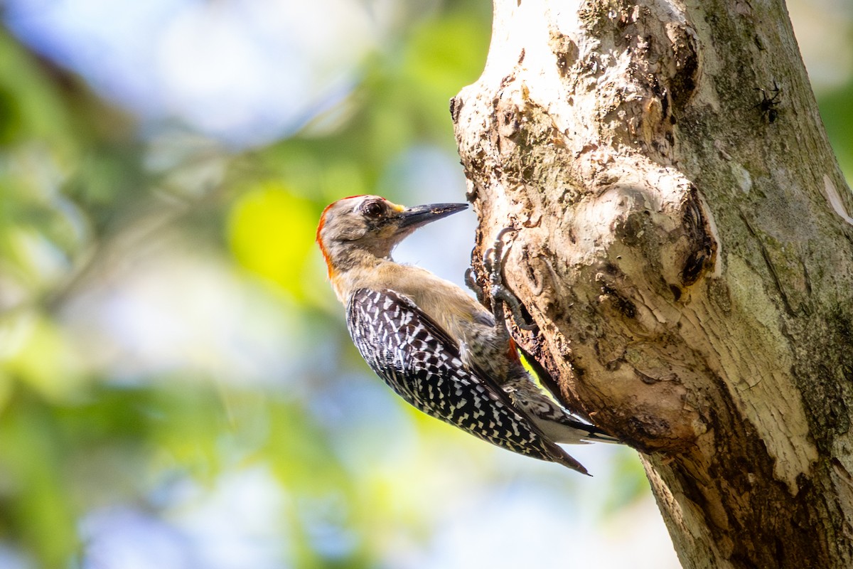 Red-crowned Woodpecker - ML618622047