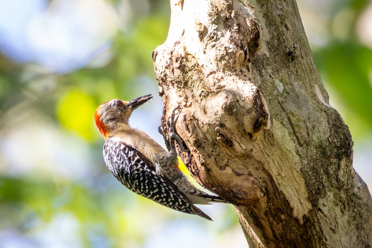 Red-crowned Woodpecker - ML618622048