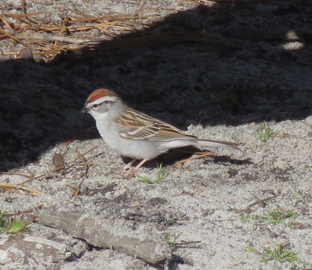 Chipping Sparrow - ML618622055