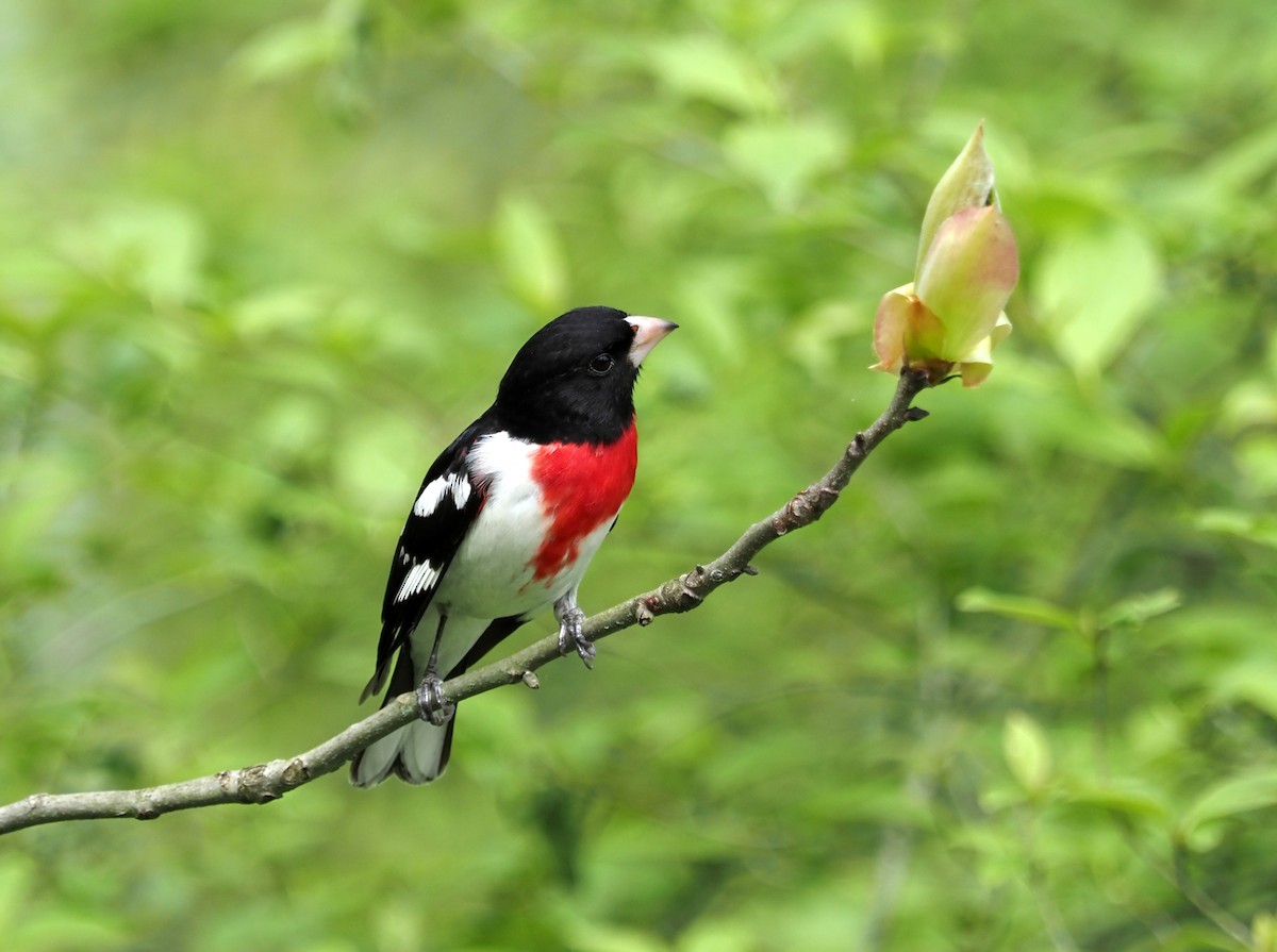 eBird Checklist - 7 May 2024 - Lucia S. Nash Preserve - 22 species