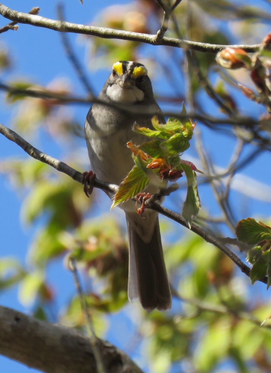 White-throated Sparrow - ML618622086