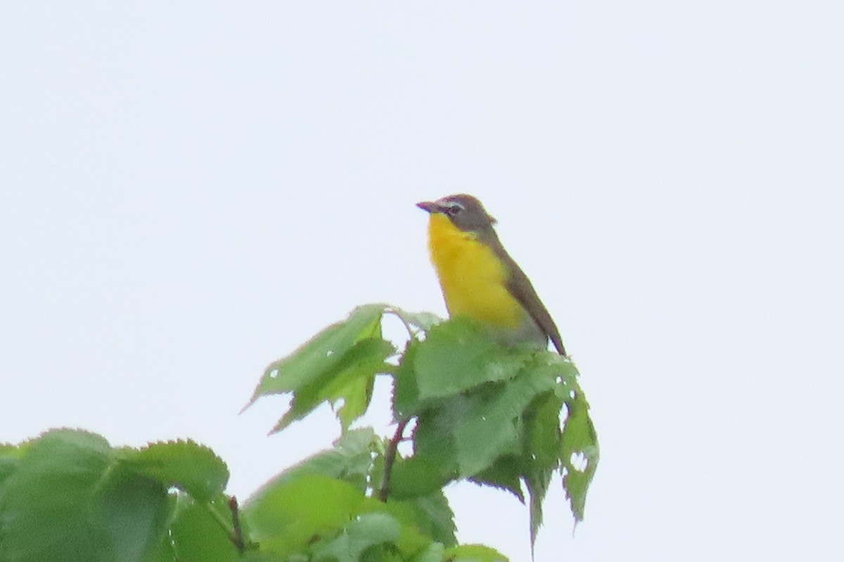 Yellow-breasted Chat - ML618622105