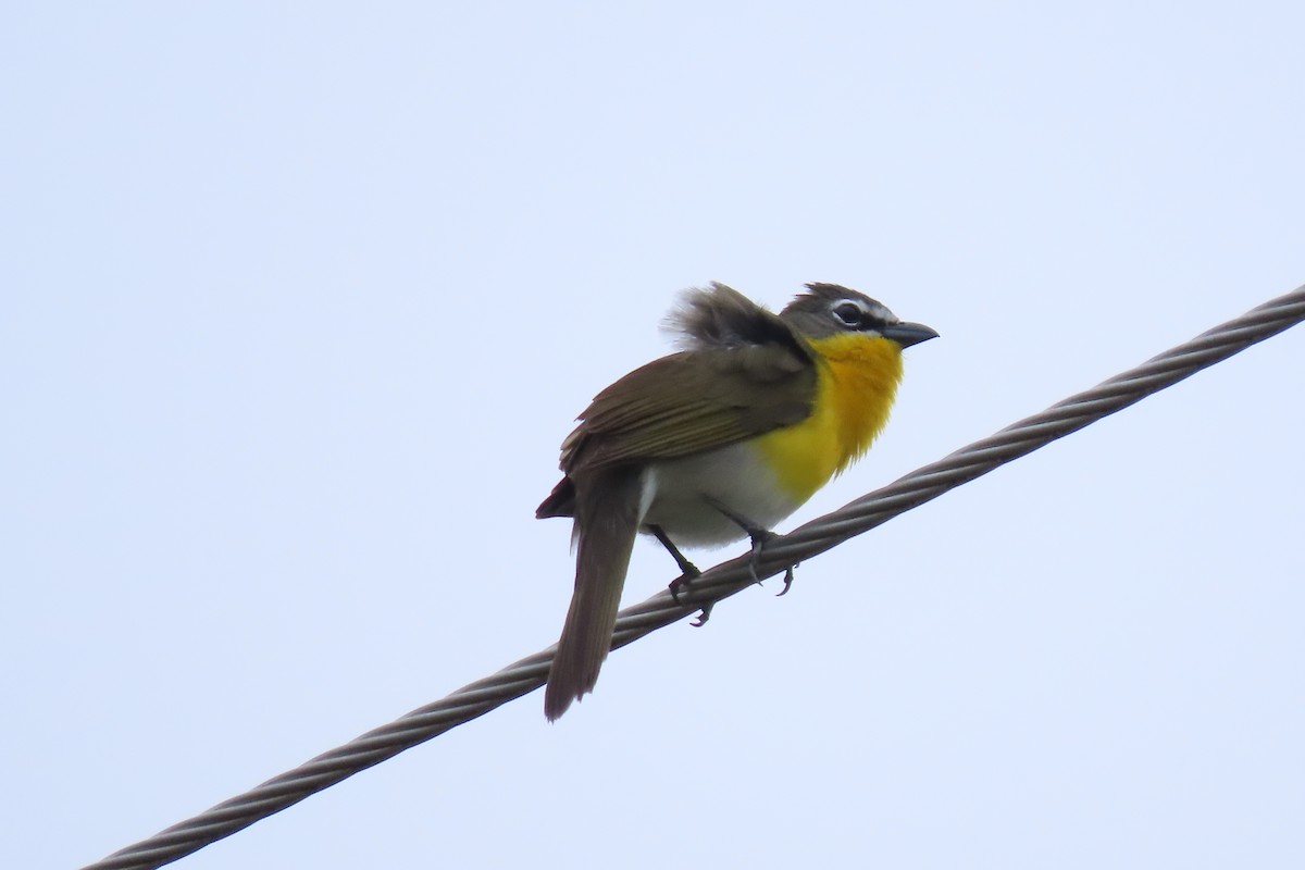 Yellow-breasted Chat - Barb Gregory