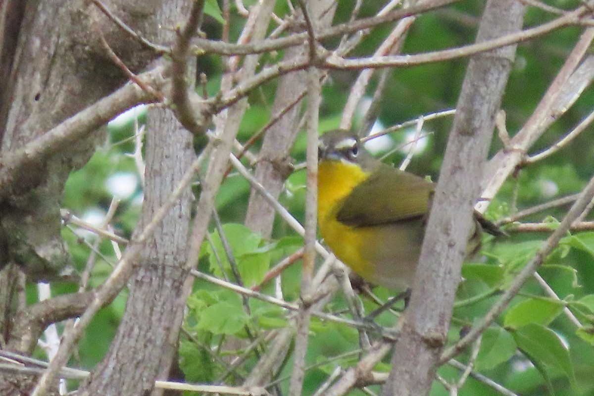 Yellow-breasted Chat - ML618622109