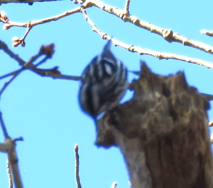 Black-and-white Warbler - ML618622115