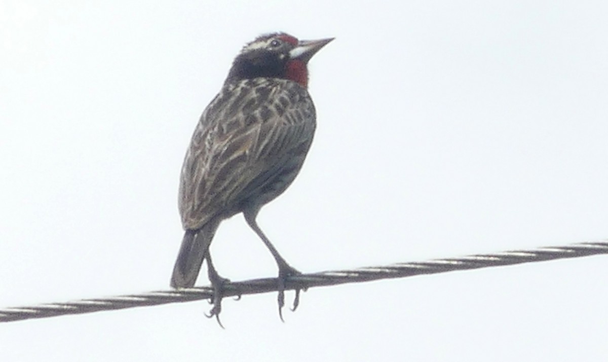 Peruvian Meadowlark - ML618622142