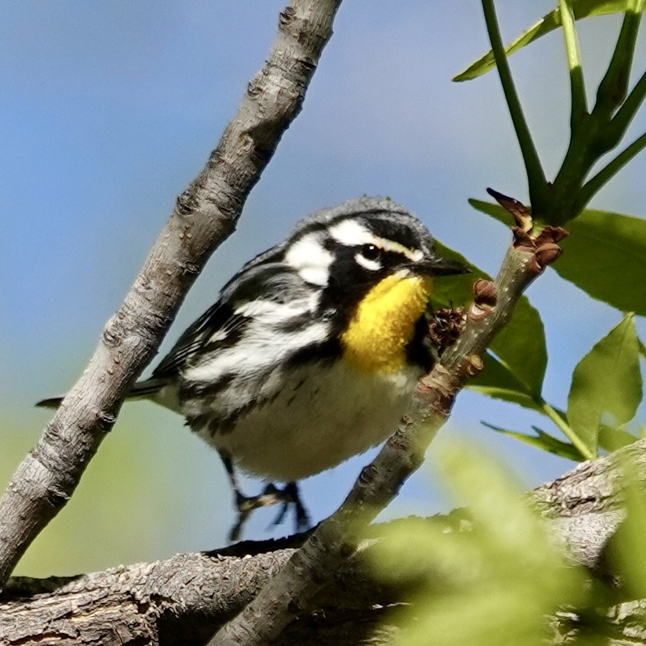 Yellow-throated Warbler - Raymond Ortiz