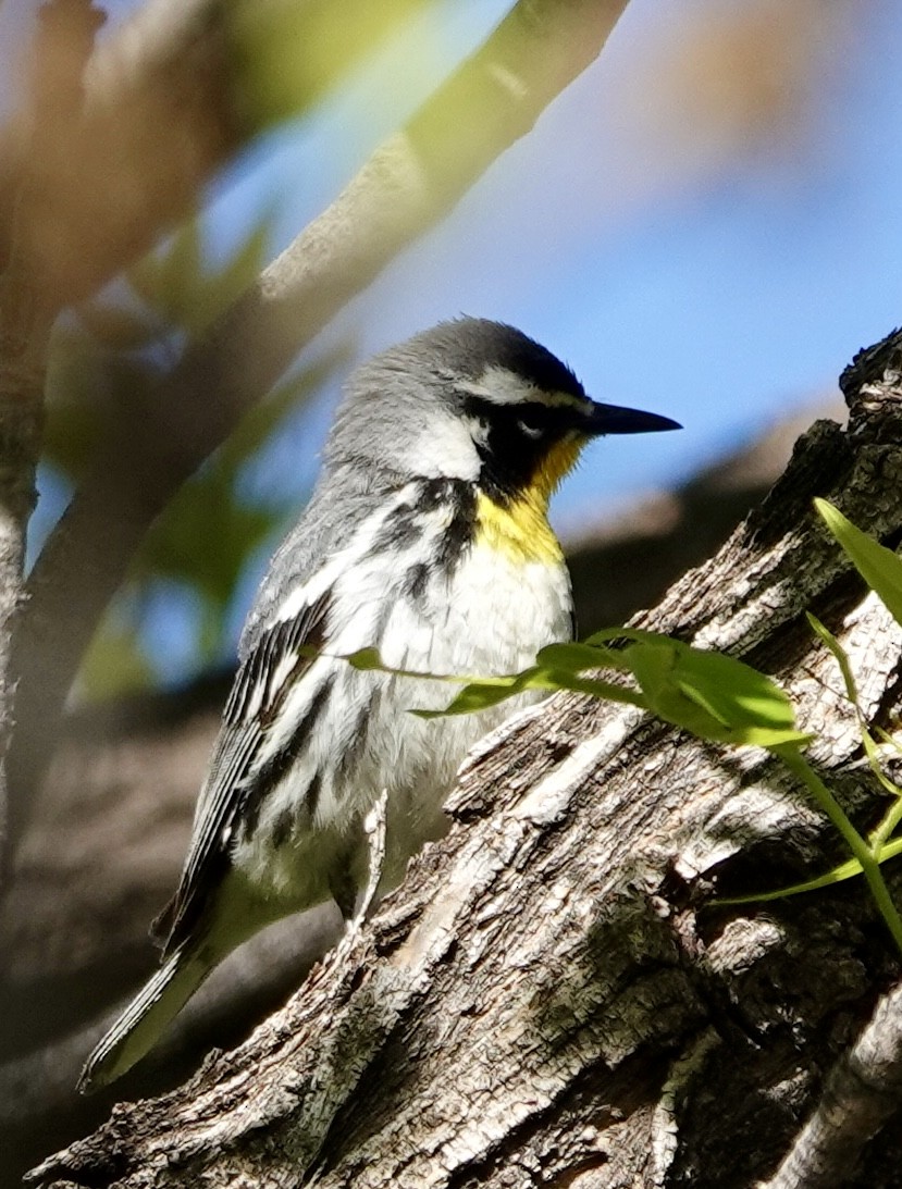 Yellow-throated Warbler - ML618622145