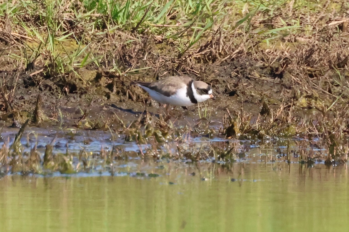 Semipalmated Plover - ML618622161