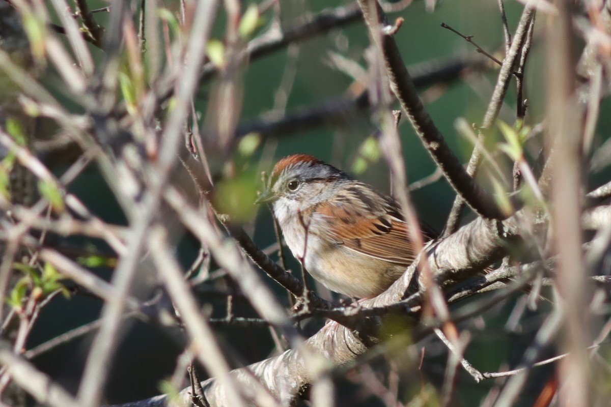Swamp Sparrow - ML618622171
