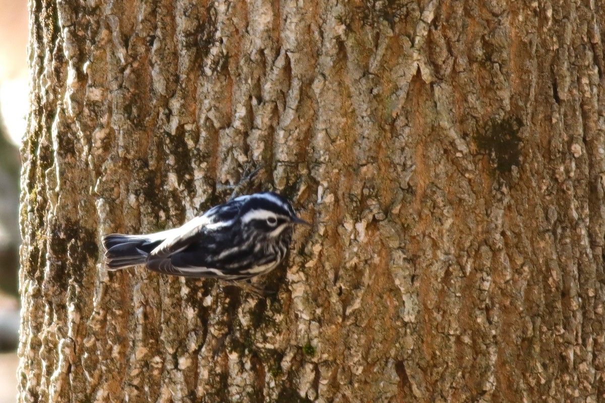 Black-and-white Warbler - ML618622183