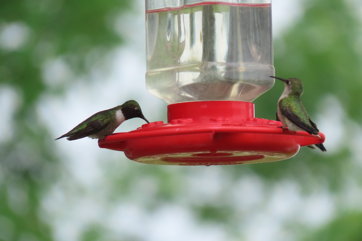 Ruby-throated Hummingbird - ML618622230