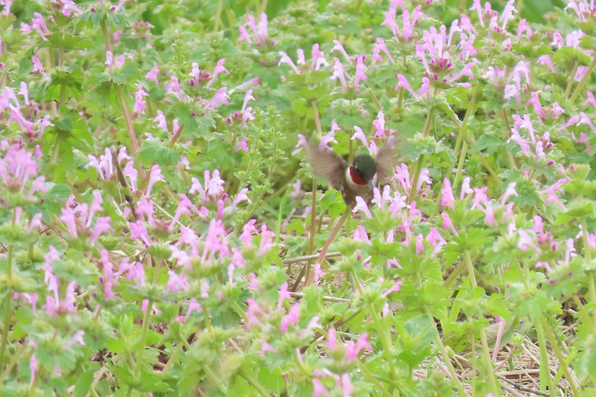 Ruby-throated Hummingbird - ML618622231