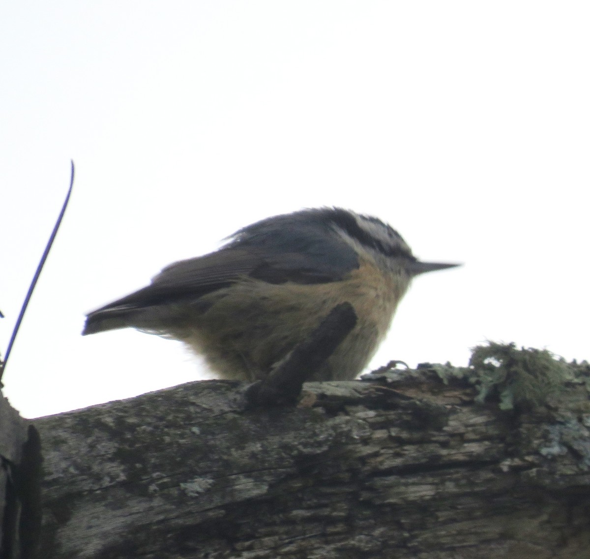 Red-breasted Nuthatch - ML618622239