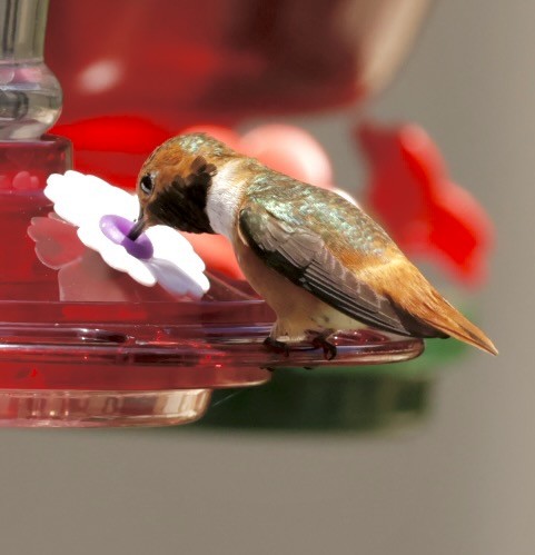 Allen's Hummingbird - ML618622241