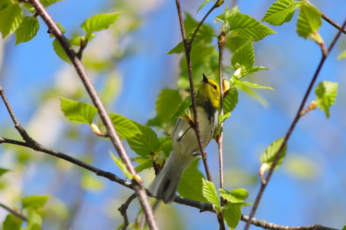 Black-throated Green Warbler - ML618622262