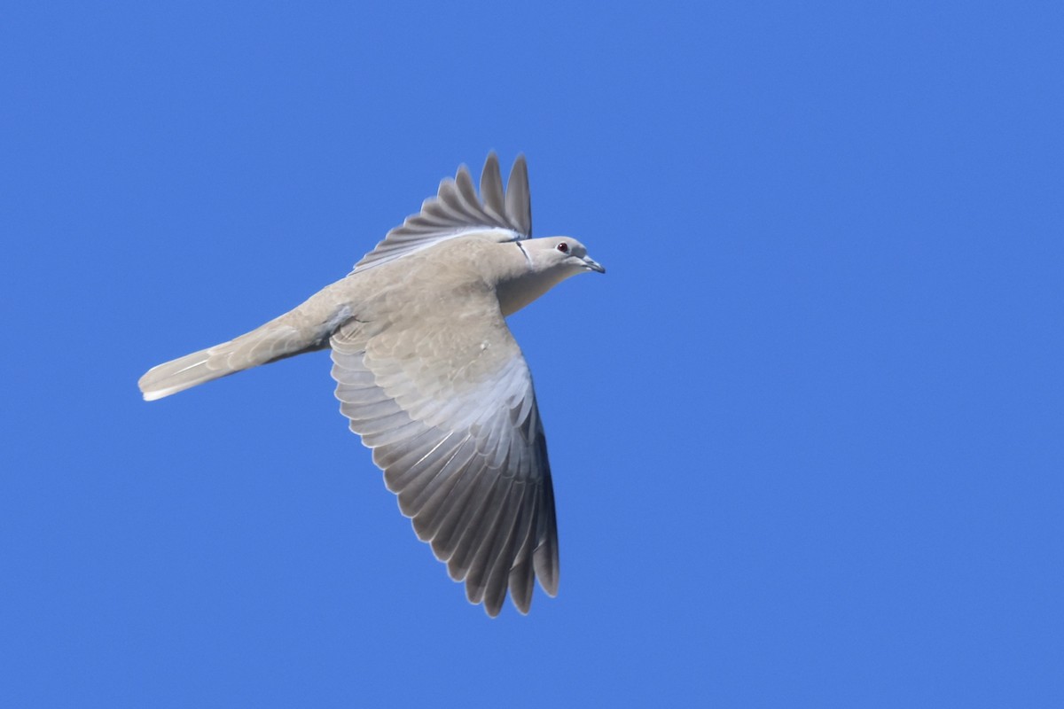 Eurasian Collared-Dove - ML618622306