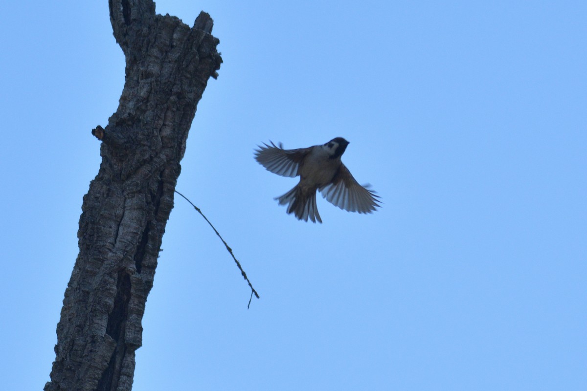 Eurasian Tree Sparrow - ML618622337
