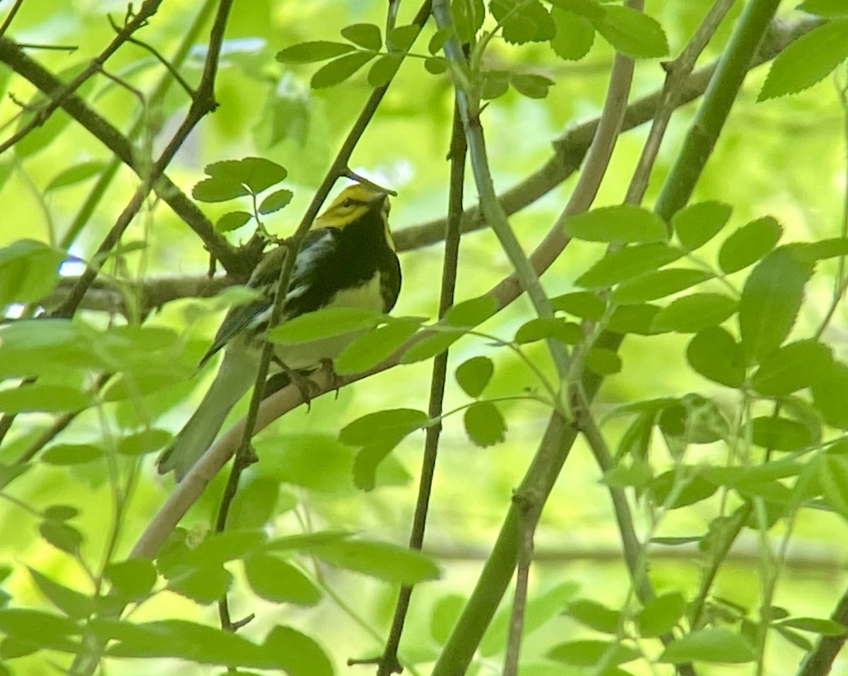 Black-throated Green Warbler - ML618622387