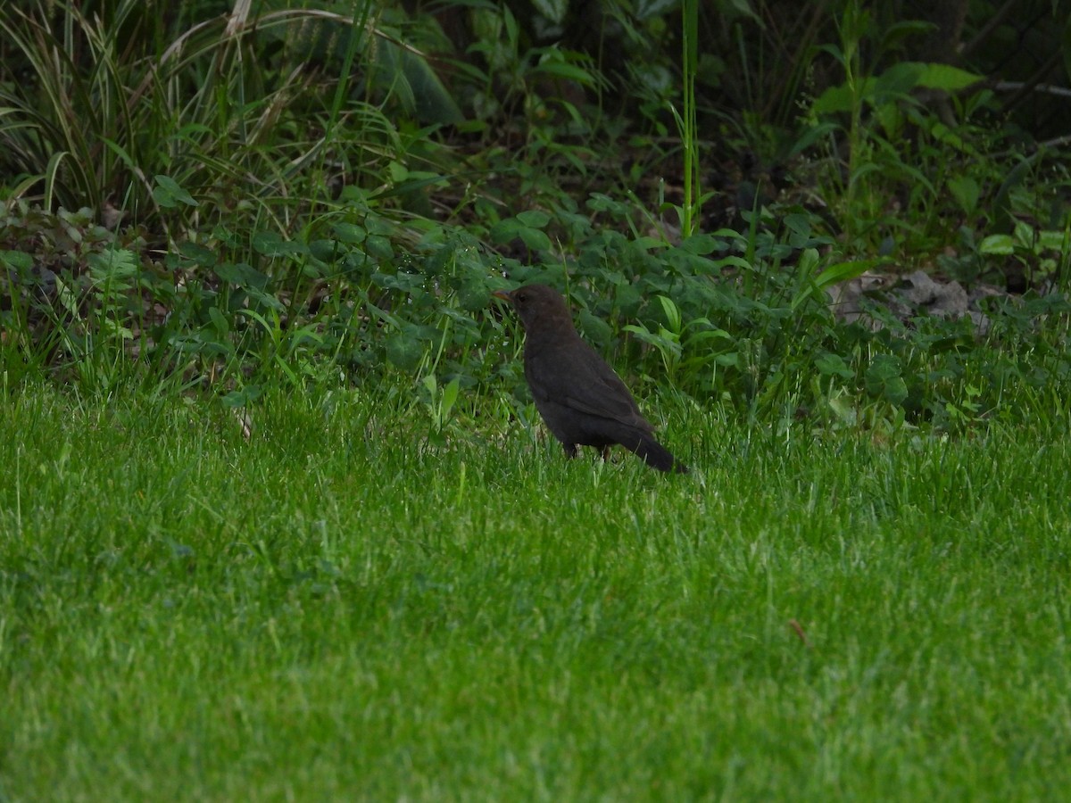 Eurasian Blackbird - ML618622405