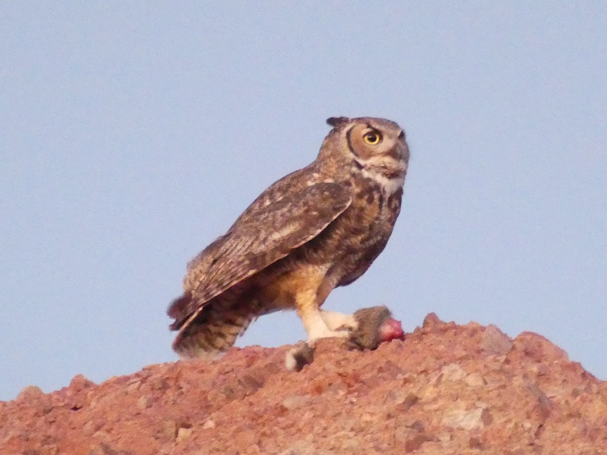 Great Horned Owl - ML618622412