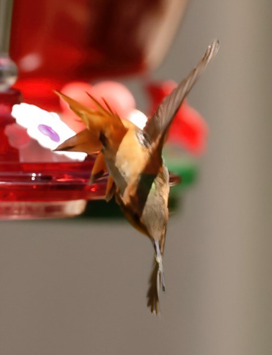 Allen's Hummingbird - ML618622415