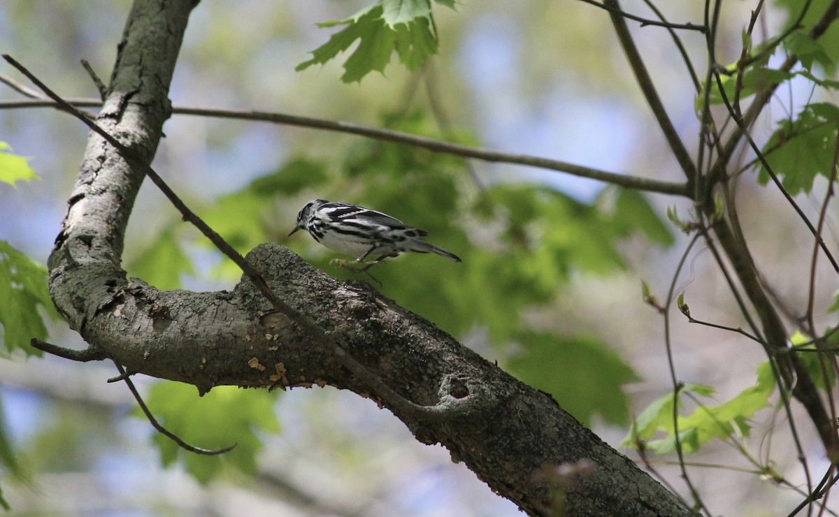 Black-and-white Warbler - ML618622421