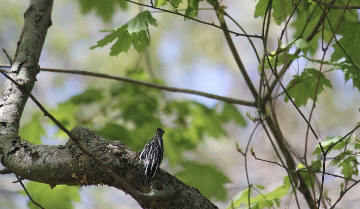 Black-and-white Warbler - ML618622422