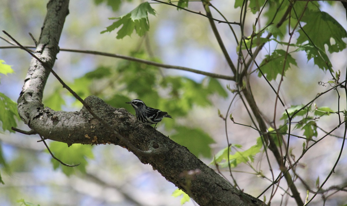 Black-and-white Warbler - ML618622424