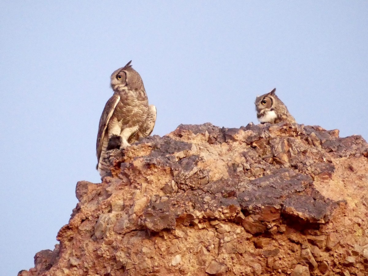 Great Horned Owl - ML618622447