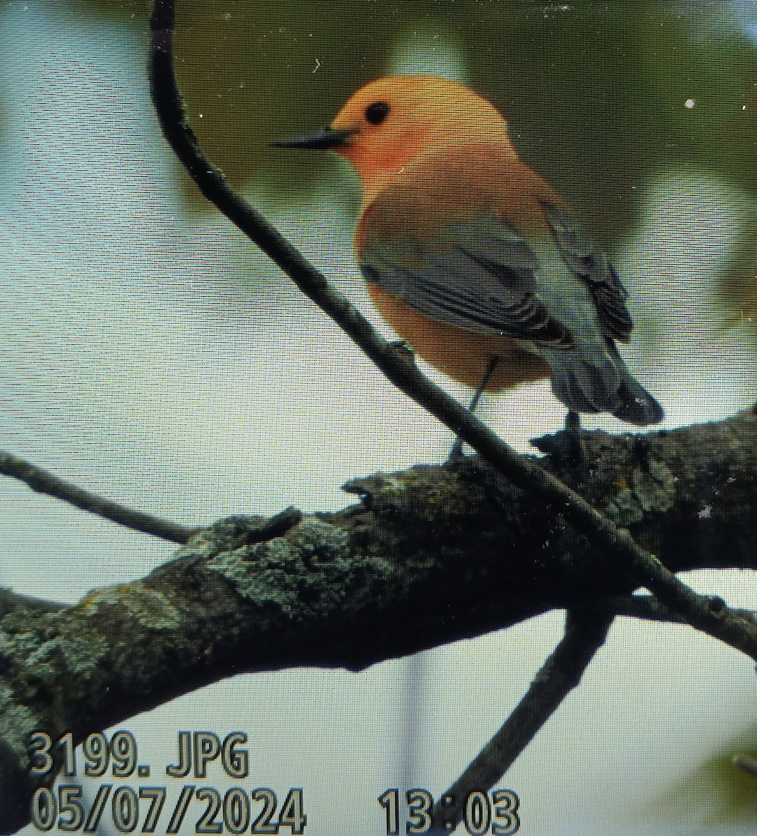 Prothonotary Warbler - ML618622456