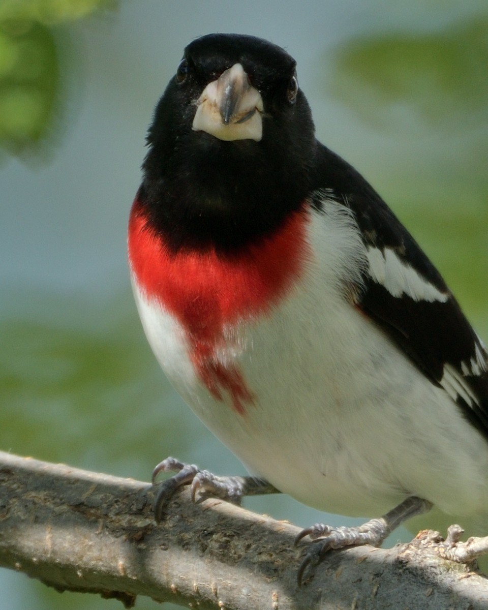 eBird Checklist - 5 May 2024 - 4304 Franklin Street, Omaha, Nebraska ...