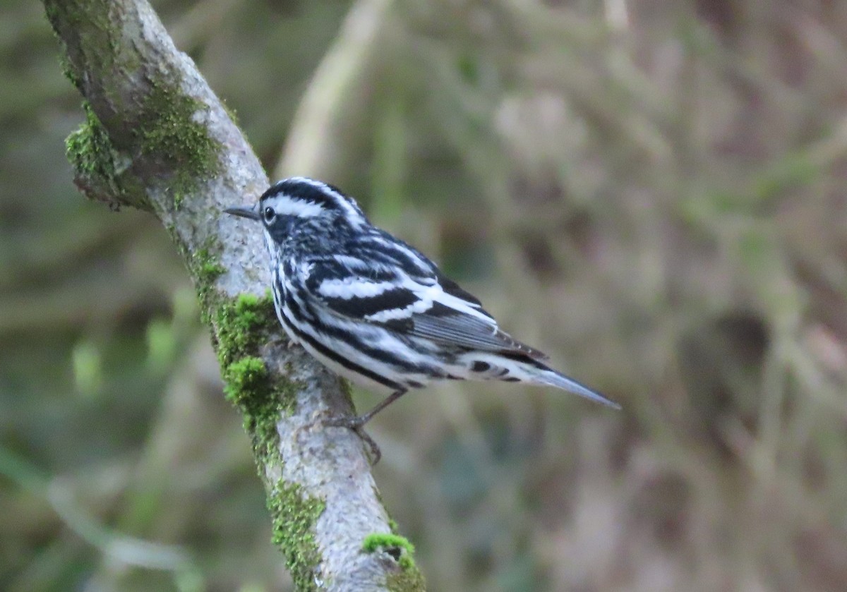 Black-and-white Warbler - ML618622505