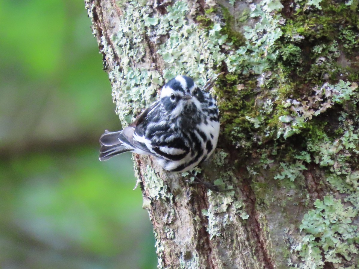 Black-and-white Warbler - ML618622525