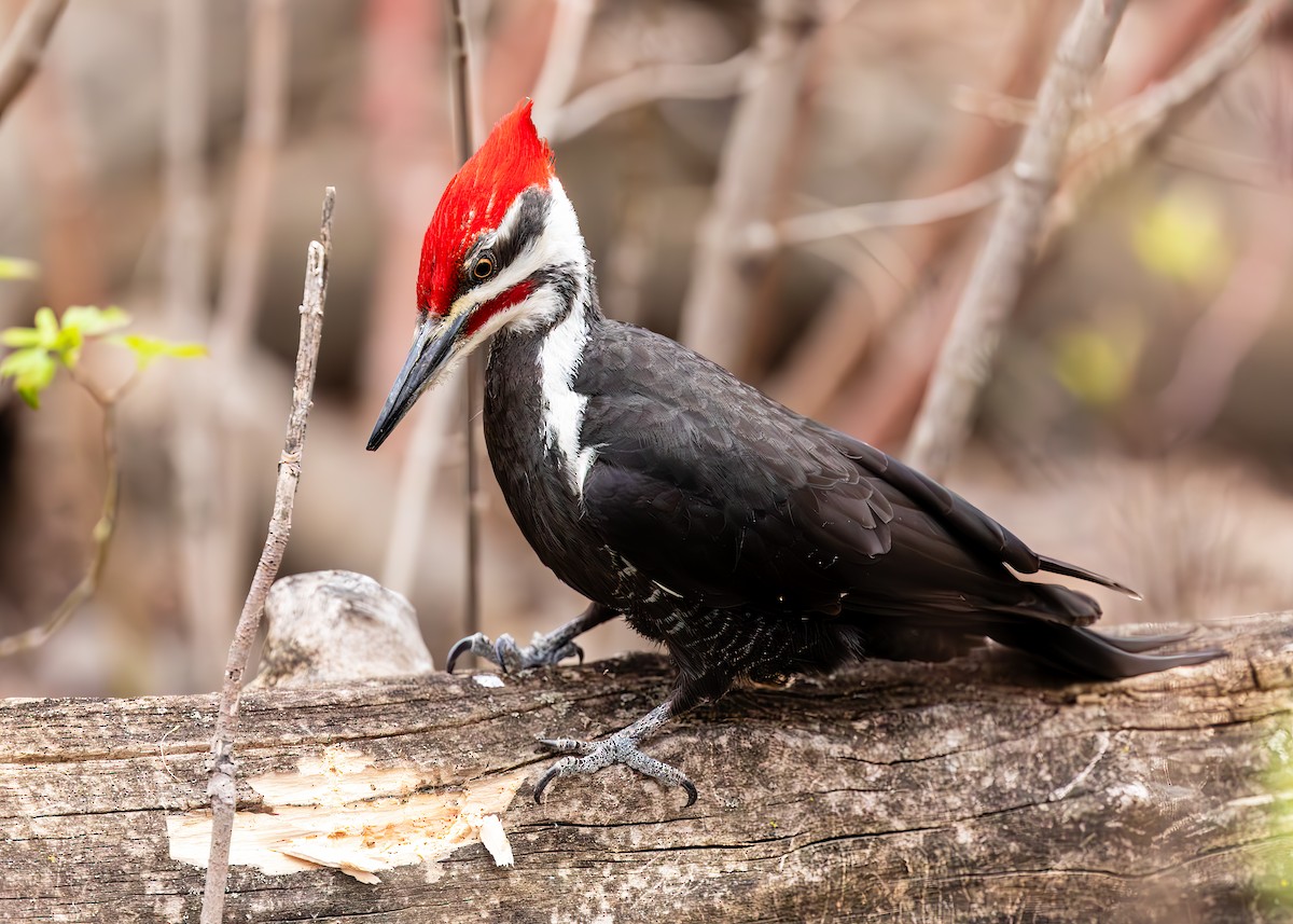 Pileated Woodpecker - ML618622531