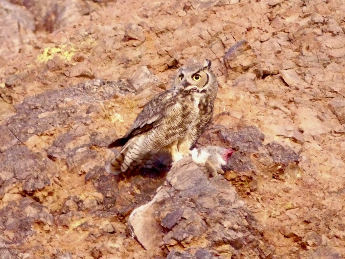 Great Horned Owl - ML618622551