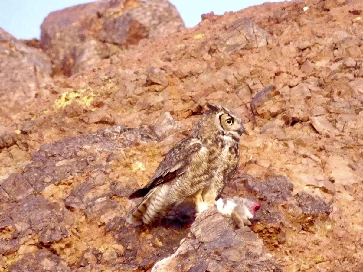 Great Horned Owl - ML618622552
