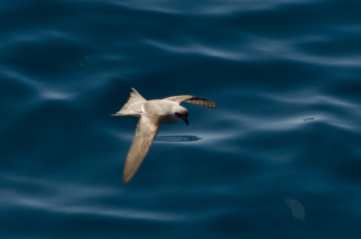 Fork-tailed Storm-Petrel - Frank Fogarty