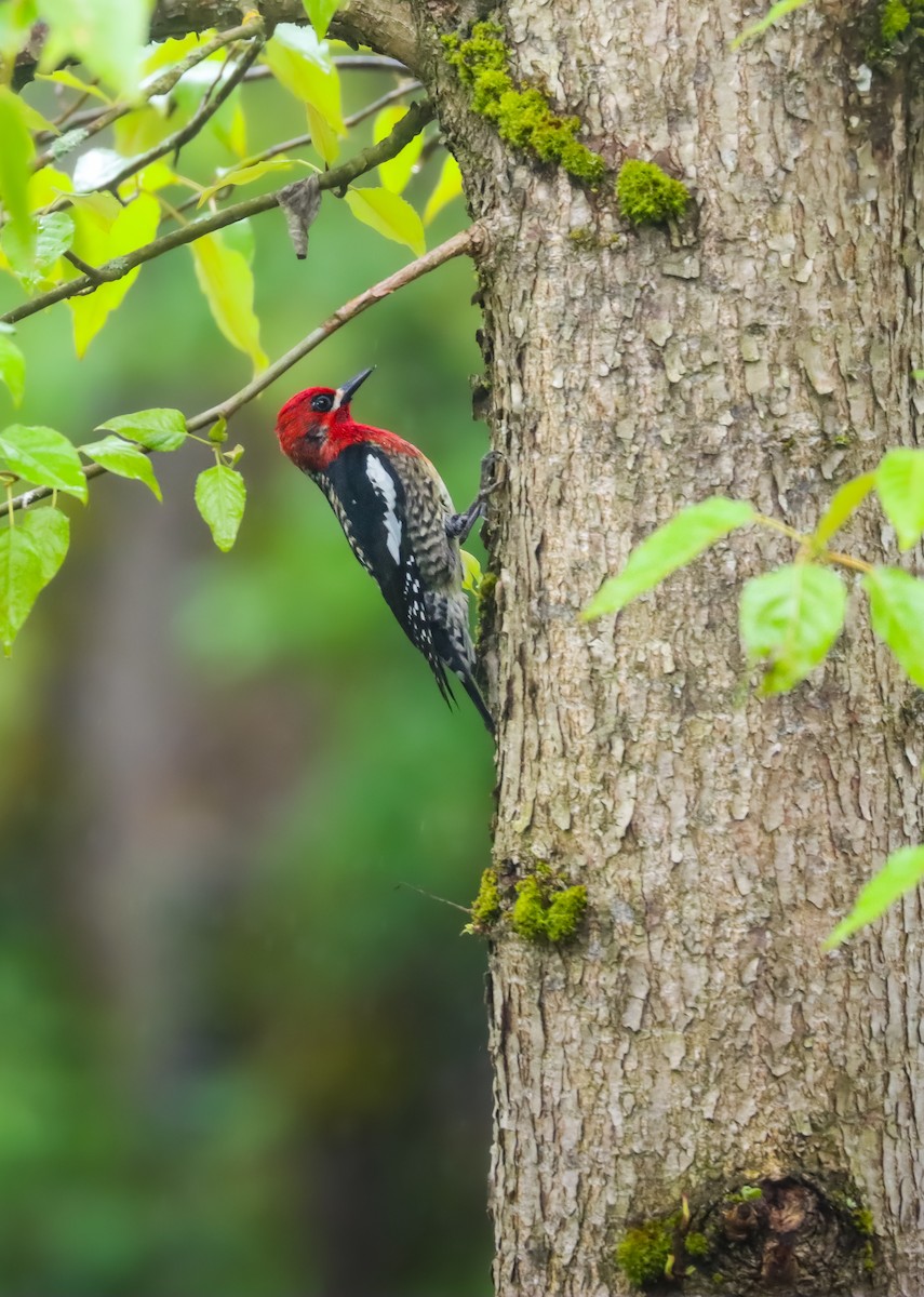 Red-breasted Sapsucker - ML618622574